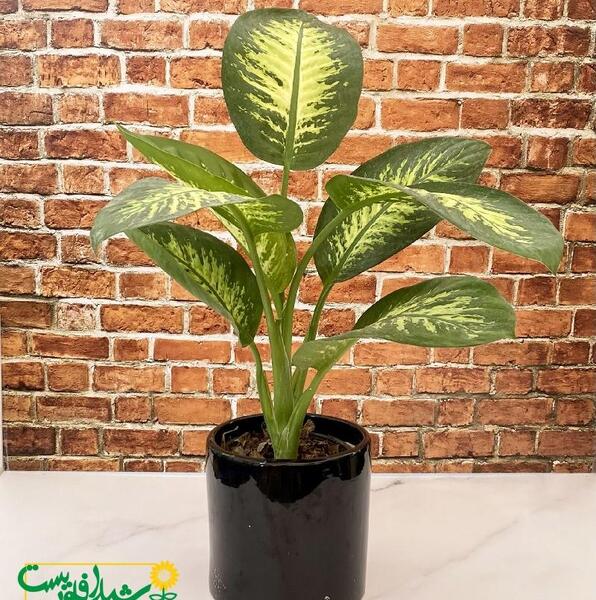 عکس گل دیفن برفی