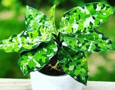 عکس گل دیفن برفی