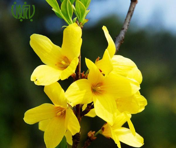 عکس گل یاسمن زرد