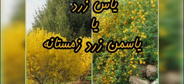 عکس گل یاسمن زرد