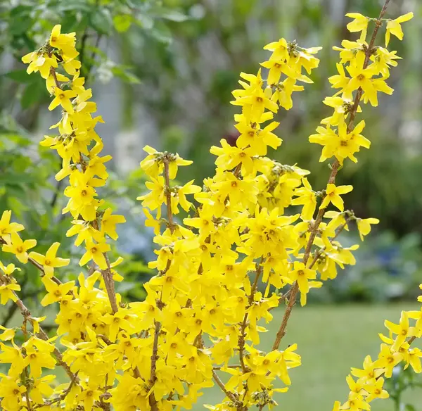 عکس گل یاسمن زرد