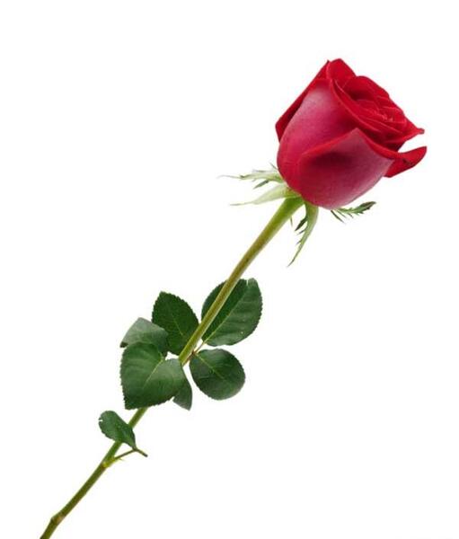 عکس غنچه گل سرخ