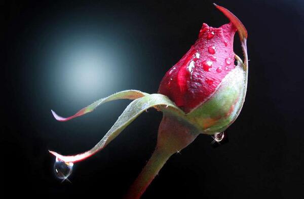 عکس غنچه گل سرخ