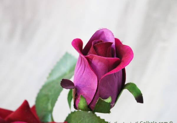 عکس غنچه گل سرخ