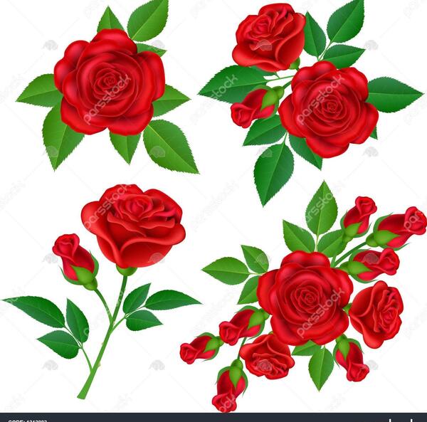 عکس غنچه گل سرخ