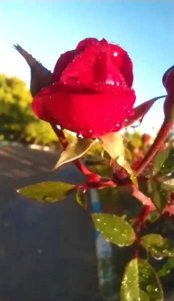 عکس غنچه گل سرخ