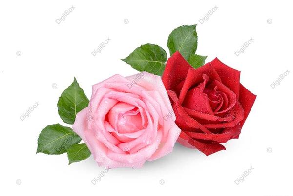 عکس گل سرخابی