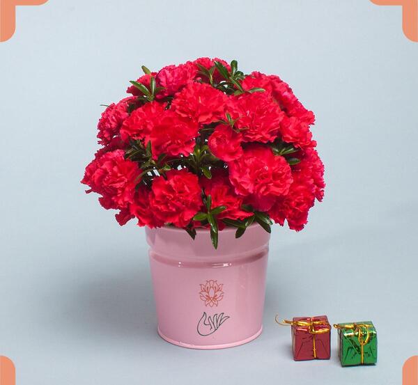 عکس گل سرخابی