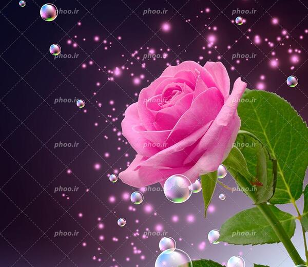 عکس گل سرخابی
