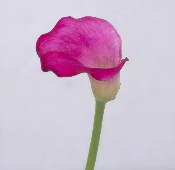 عکس گل سرخابی
