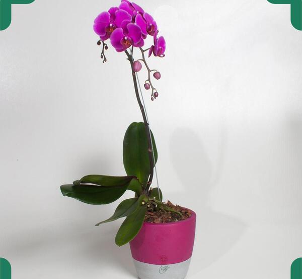 عکس گل ارکیده در گلدان