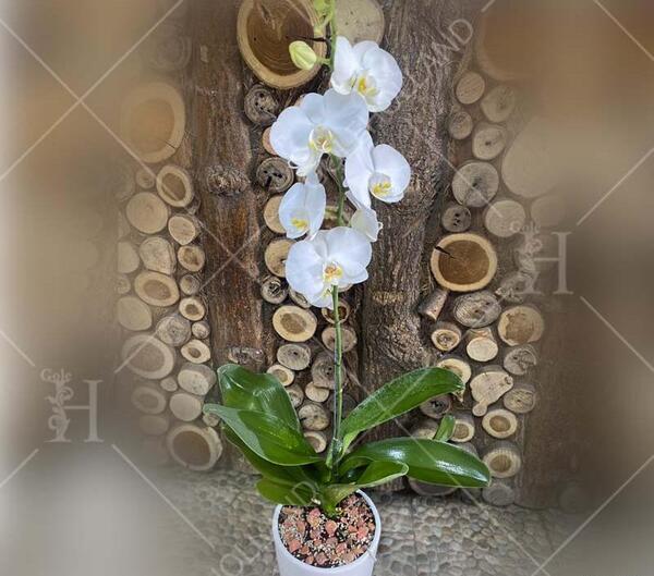 عکس گل ارکیده در گلدان