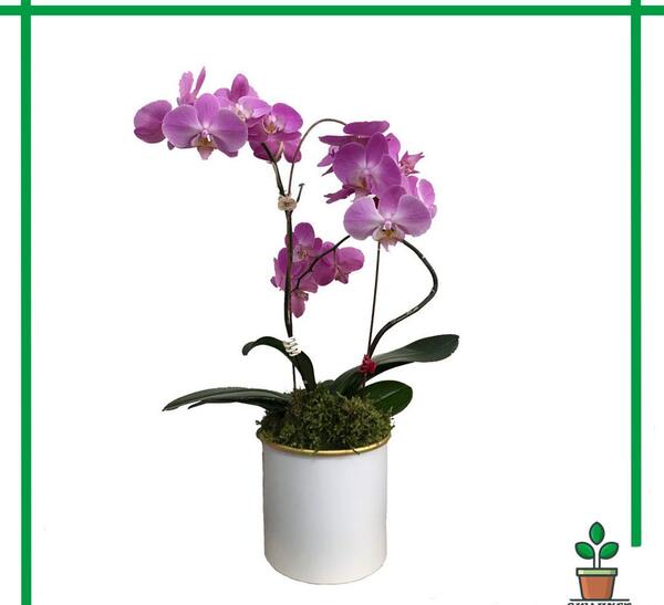 عکس گل ارکیده در گلدان