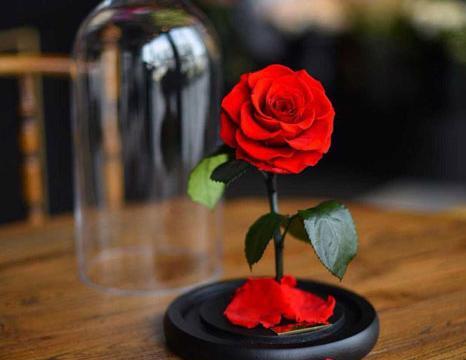 عکس گل جاودانه