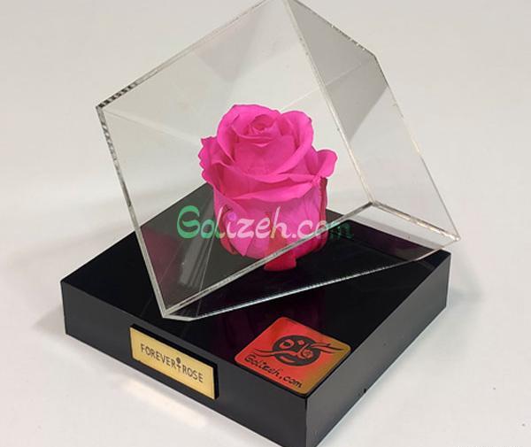 عکس گل جاودانه