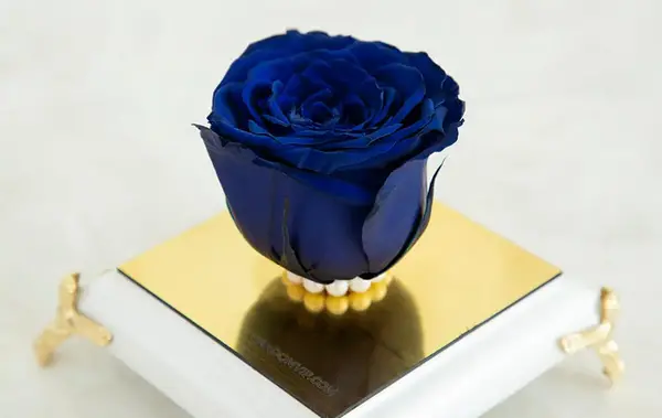 عکس گل جاودانه