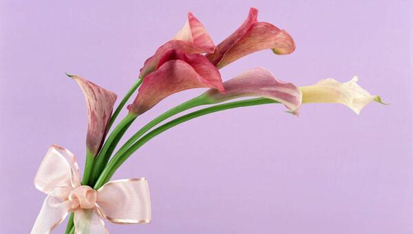 عکس گل شیپوری کارتونی