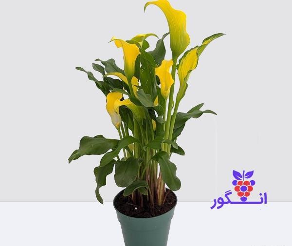 عکس گل شیپوری کارتونی