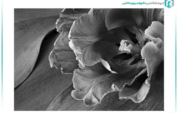 عکس گل شیپوری کارتونی