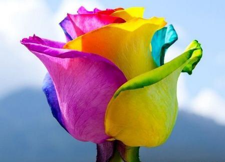 عکس گل محمدی قرمز برای پروفایل