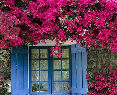 عکس گل کاغذی کله قندی