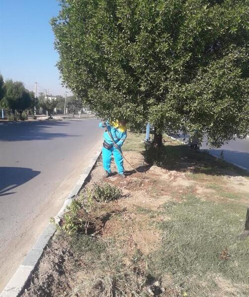 عکس گل کاغذی کله قندی