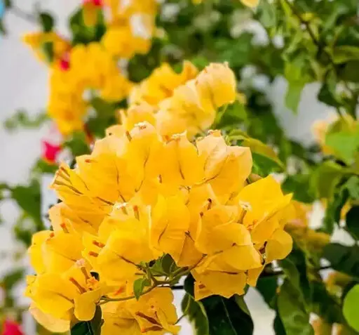 عکس گل کاغذی کله قندی