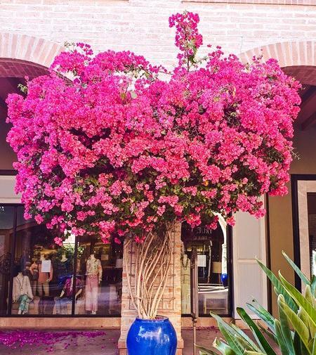 عکس گل کاغذی کله قندی