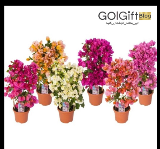 عکس گل کاغذی کله قندی