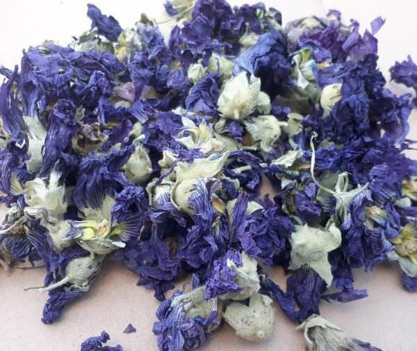 عکس گل ختمی تازه