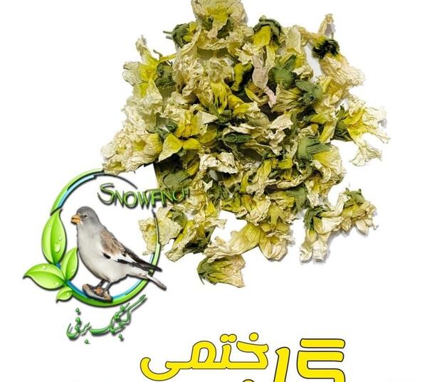 عکس گل ختمی تازه