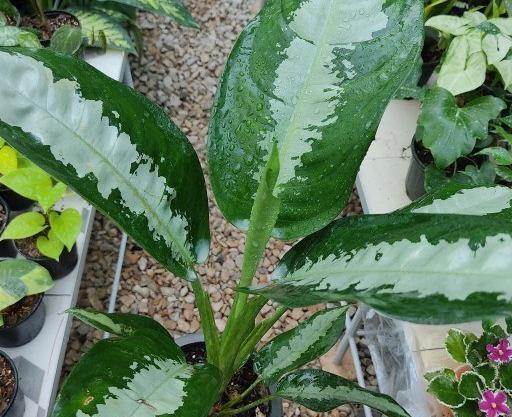 عکس گل آگلونما هندوانه ای