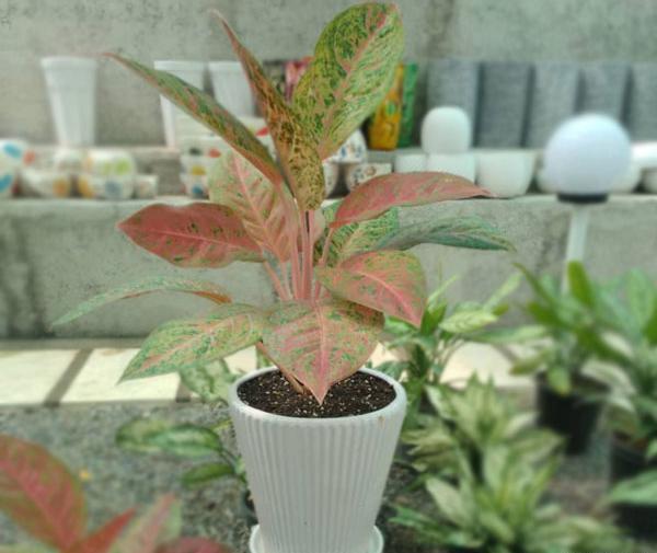 عکس گل آگلونما هندوانه ای