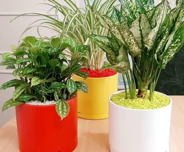 عکس گل آگلونما هندوانه ای