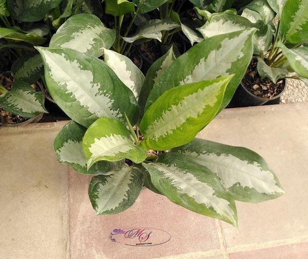 عکس گل آگلونما هندوانه ای