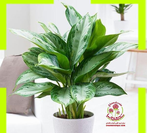 عکس گل آگلونما هندوانه ای