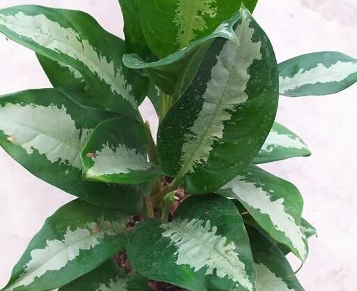 عکس گل آگلونما هندوانه ای
