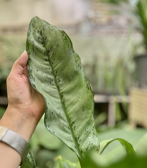 عکس گل آگلونما هندوانه ای