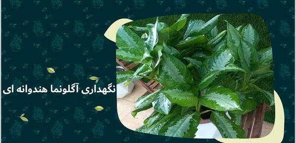 عکس گل آگلونما هندوانه ای
