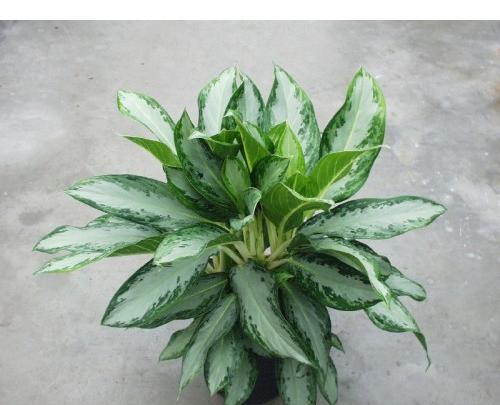 عکس گل آگلونما هندوانه ای