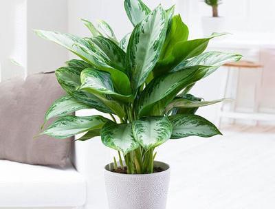 عکس گل آگلونما هندوانه ای