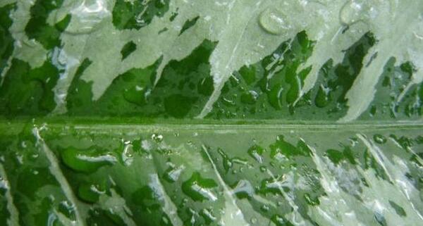 عکس گل آگلونما هندوانه ای