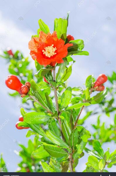 دانلود عکس گل انار