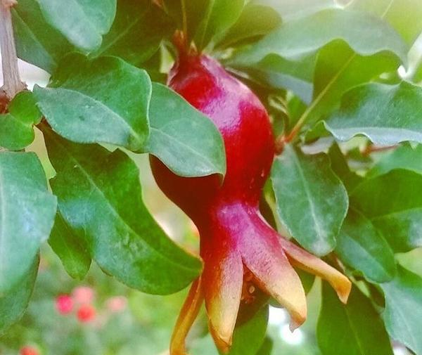 دانلود عکس گل انار