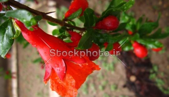 دانلود عکس گل انار
