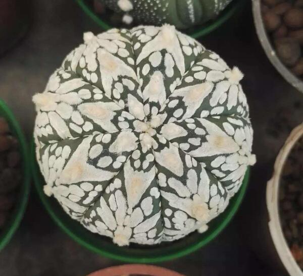 عکس گل کاکتوس توپی