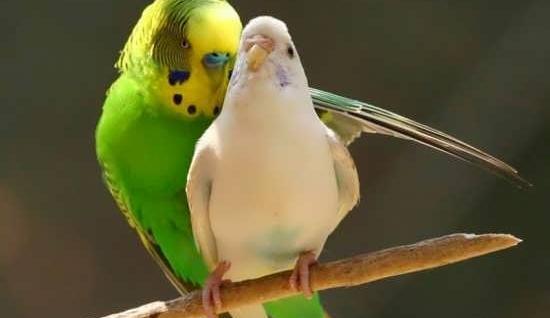 پروفایل عکس گل و پرنده های زیبا