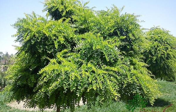 عکس گل اقاقیا سفید