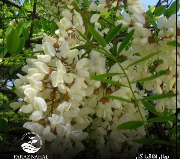 عکس گل اقاقیا سفید