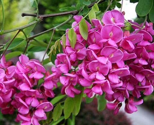 عکس گل اقاقیا سفید